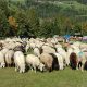 Rientro delle pecore in Val d’Ultimo