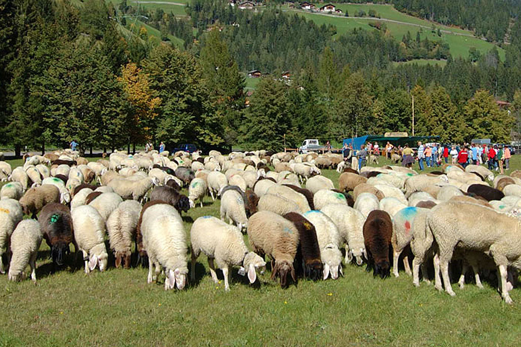 Rientro delle pecore in Val d’Ultimo